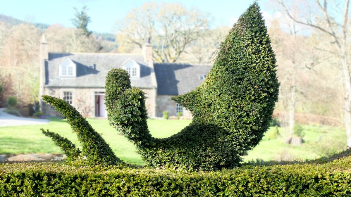 The expert’s guide to topiary for your garden