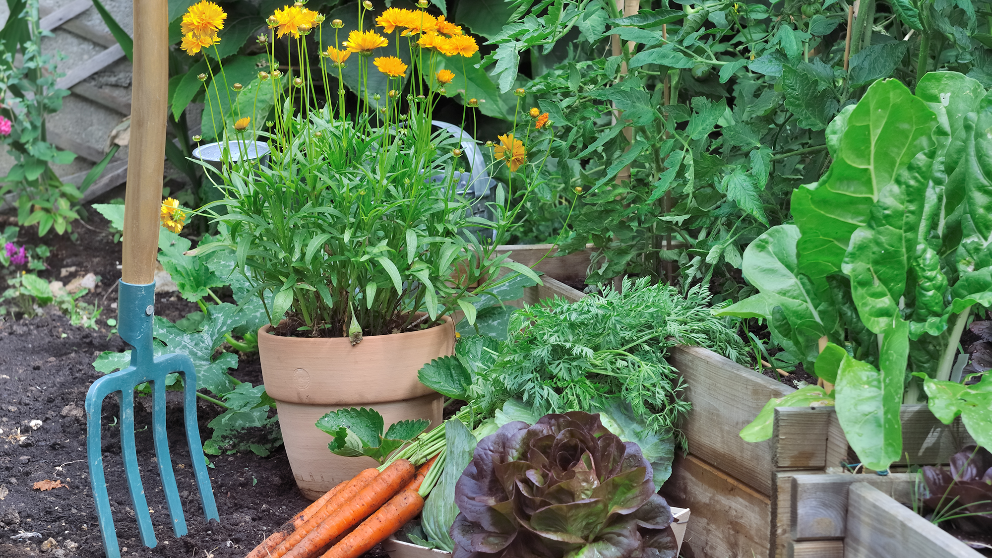 7 vegetable seeds to sow in May for a homegrown harvest — according to gardeners