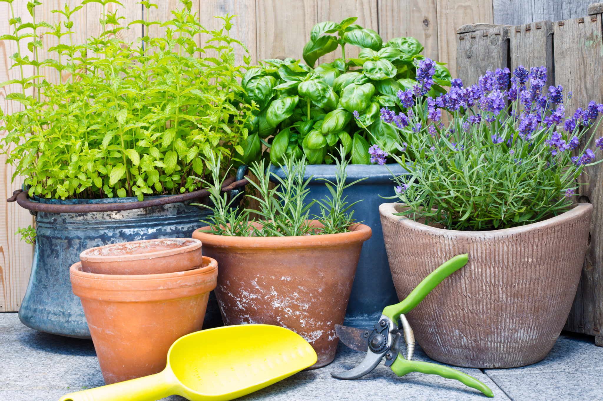Garden Centres in Calgary – Avenue Calgary
