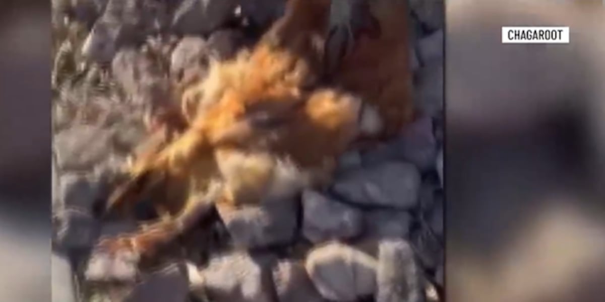 Decapitated chicken found in front of Las Vegas plant-based restaurant