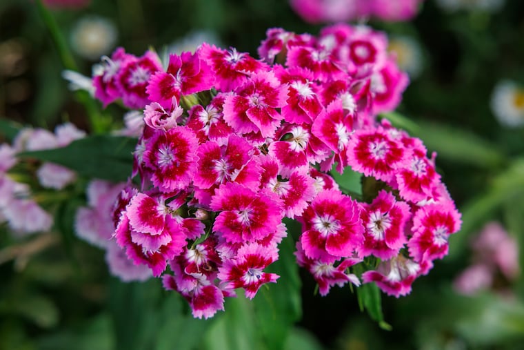 How to Buy Garden Supplies and Solutions