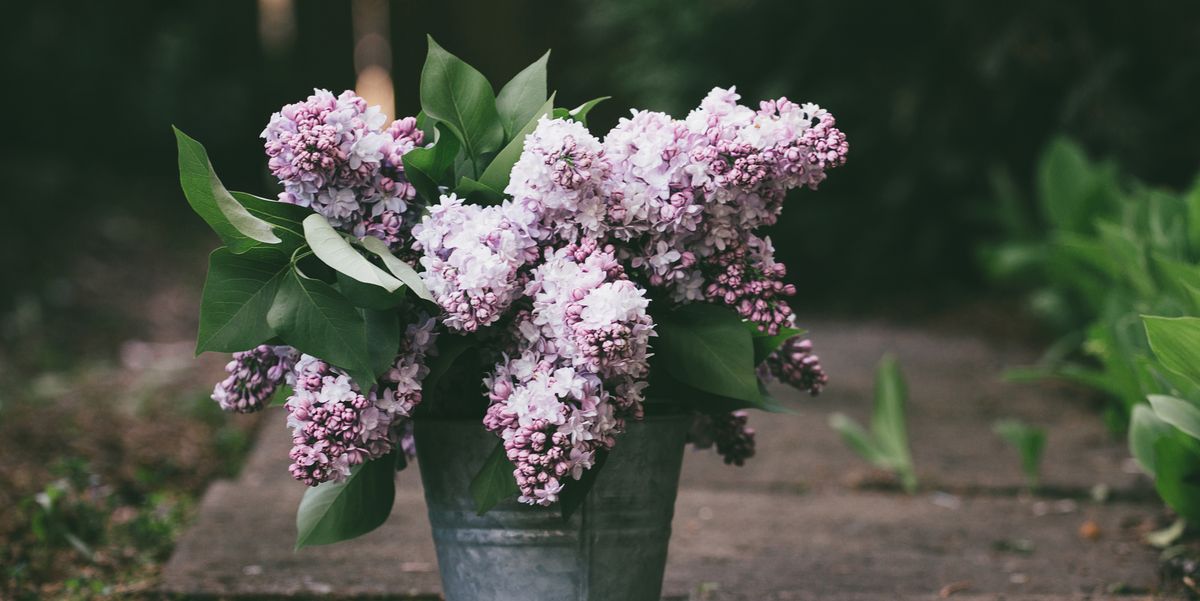 Will My Mom’s Lilacs Love Texas? Experts Answer 6 Lilac Questions