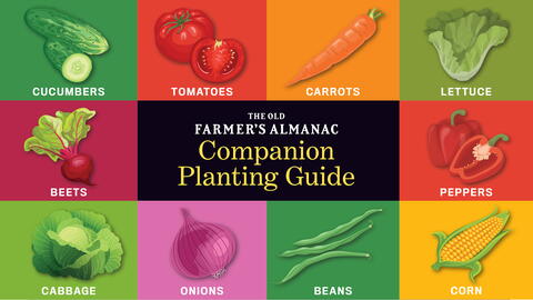 Companion Planting Chart for Vegetable Garden: Tomatoes, Potatoes, and More! | Guide to Companion Planting
