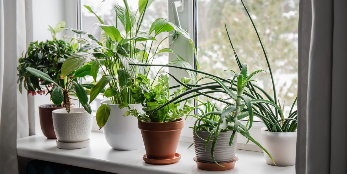 25 Best Indoor Plants to Brighten Any Room