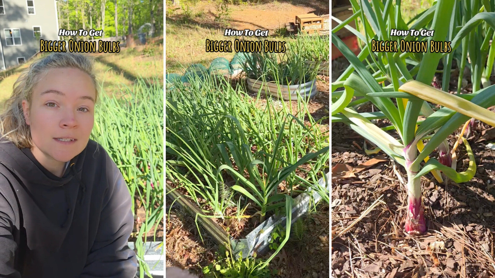 Gardener Shares Tips to Grow large Onion Bulbs and Vegetables