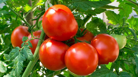 Growing Tomato Plants: Growing, Growing, and Harvesting Tomatoes Details