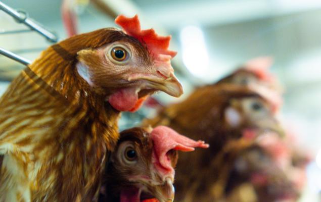 3 Meat Stocks Worth Watching Amid Robust Industry Trends