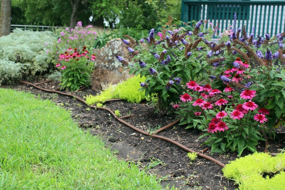 GUIDE: Check out expert tips on how to maintain your home landscape, garden this summer