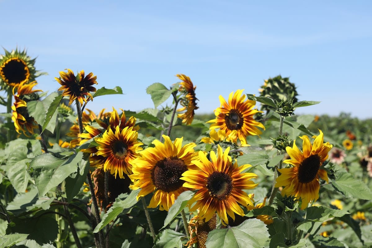 Researchers Develop ‘Vegan Meat’ Based on Sunflower Flour