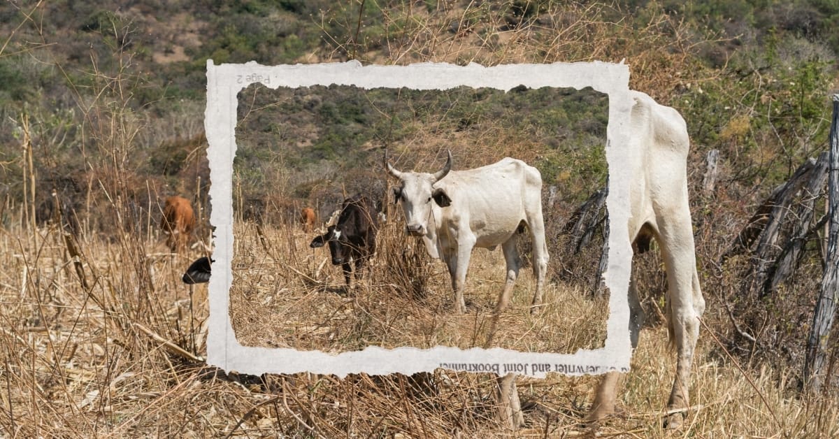 Texas to Ban Sale, Production of “Lab-Grown” Meat