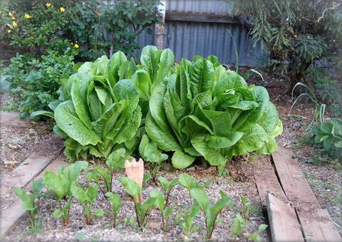 Vegetables to Grow in Shade: Growing Tips and Garden Plans