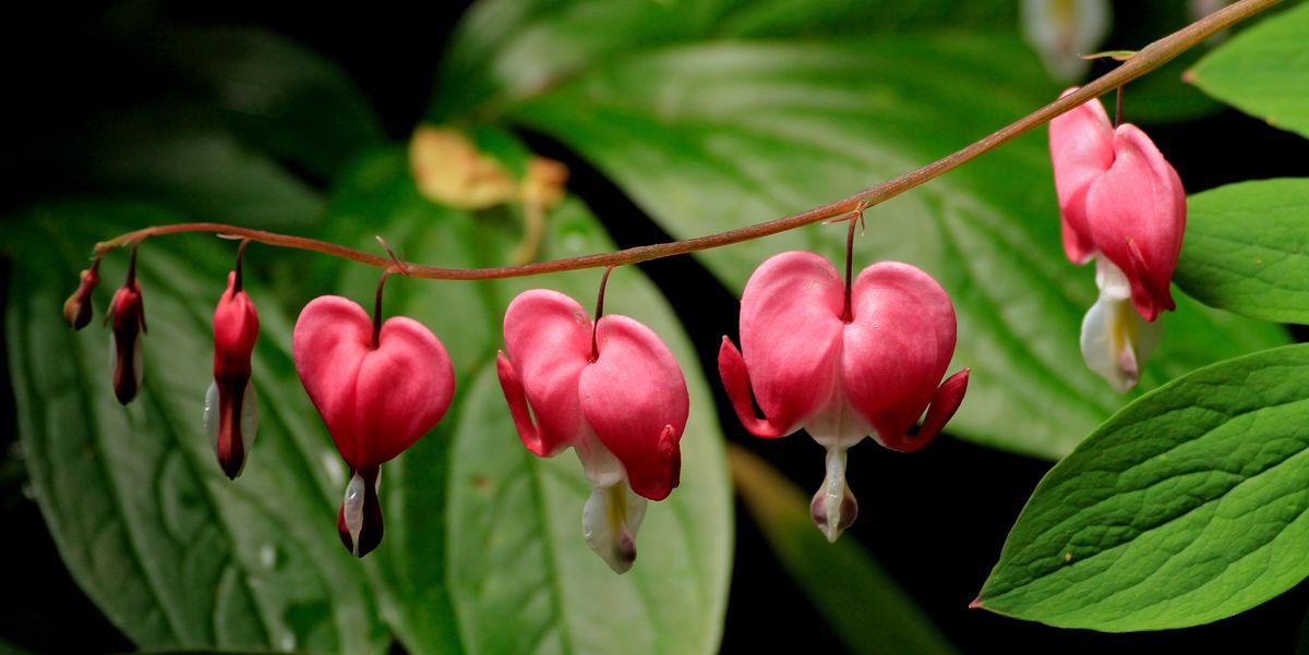 25 Best Shade Plants to Transform Your Garden in 2025