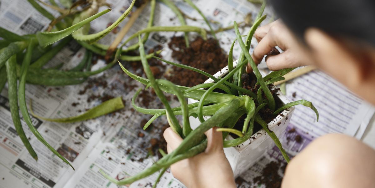 A Guide on How to Grow and Care for Aloe Vera Indoors and Outside