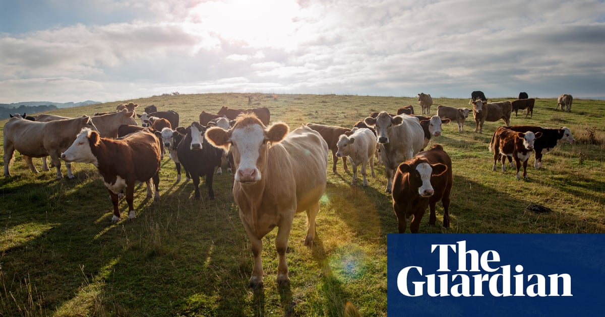 ‘Insanely tasty green food’: how the meaty Danes embraced a world-first plant-based plan | Food