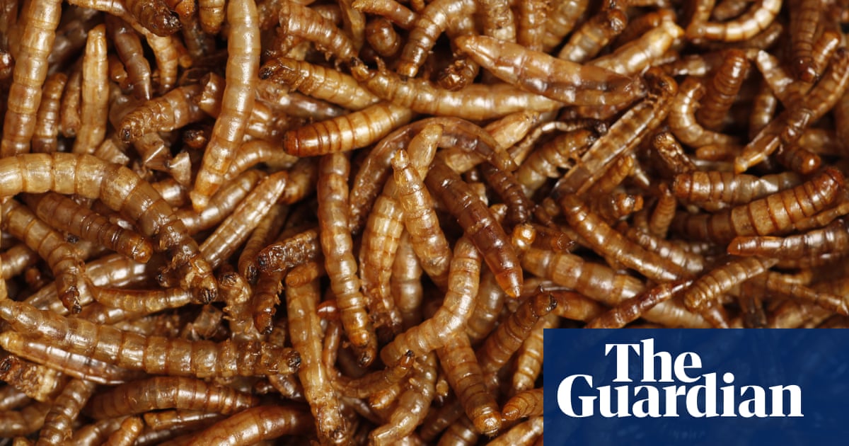 ‘Yuck factor’: eating insects rather than meat to help the planet is failing, study finds | Insects