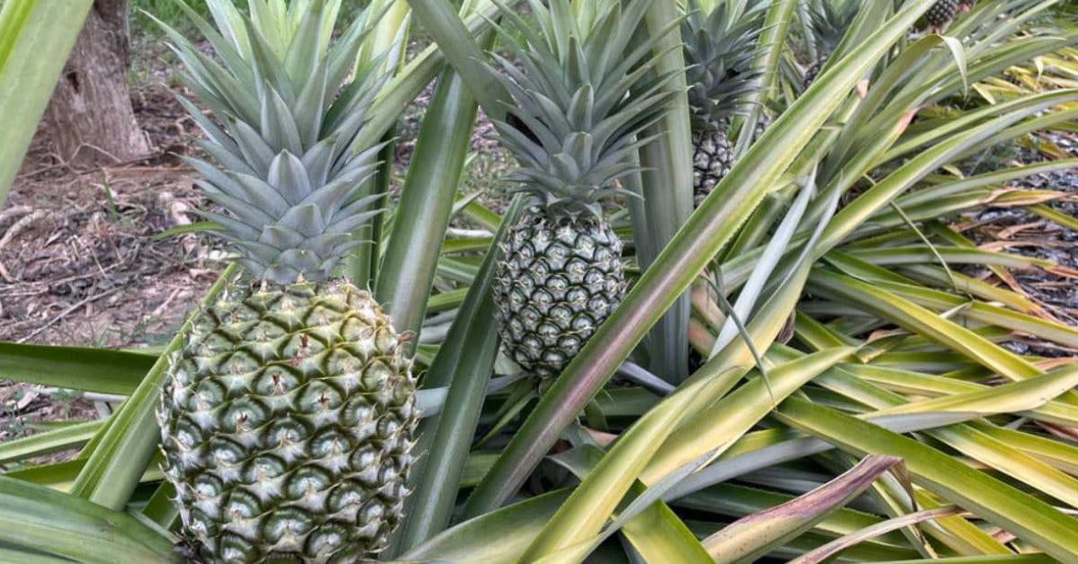 How to Grow Tropical Fruits at Home During the Monsoon: A Complete Guide