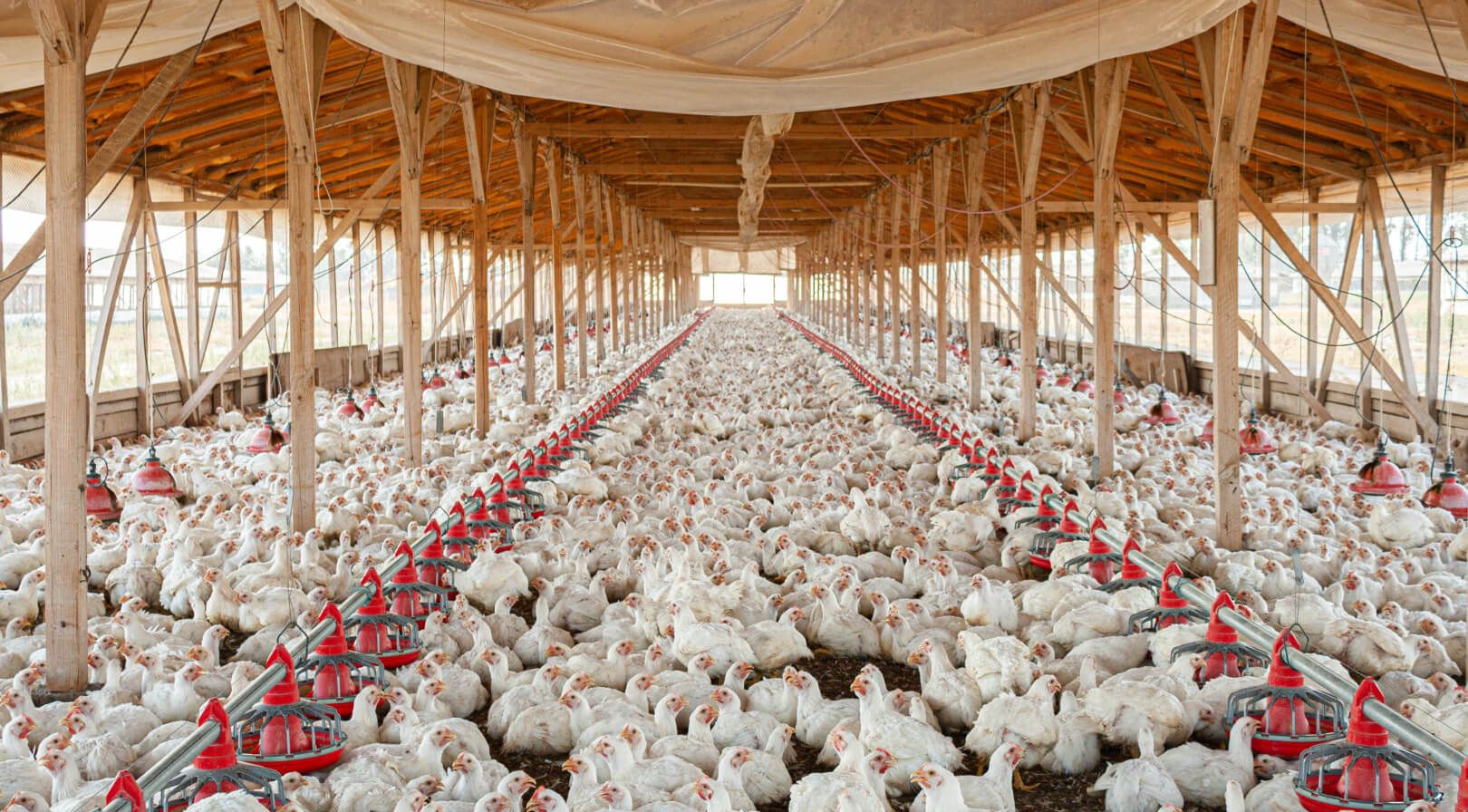 Fighting Meat With Emotions, Not Facts