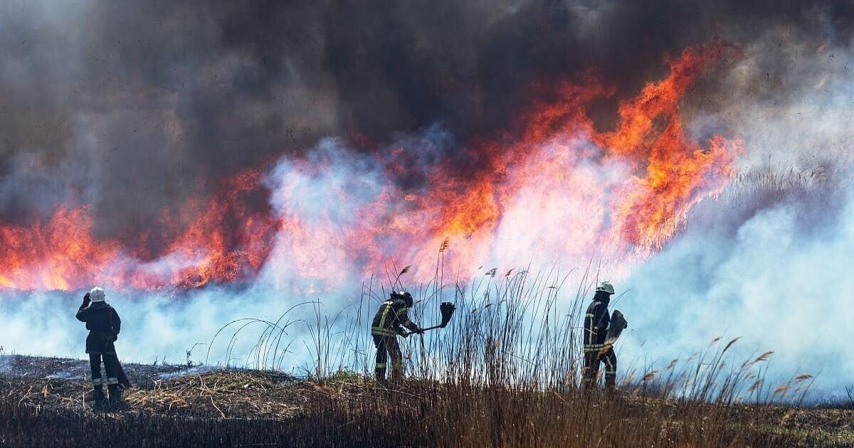 Wildfire Smoke Alters Immune System, Study Says | Health & Fitness