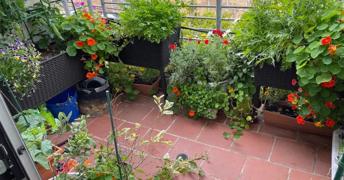 8 Monsoon Gardening Tips to Protect Your Vegetable Plants from Excess Rain