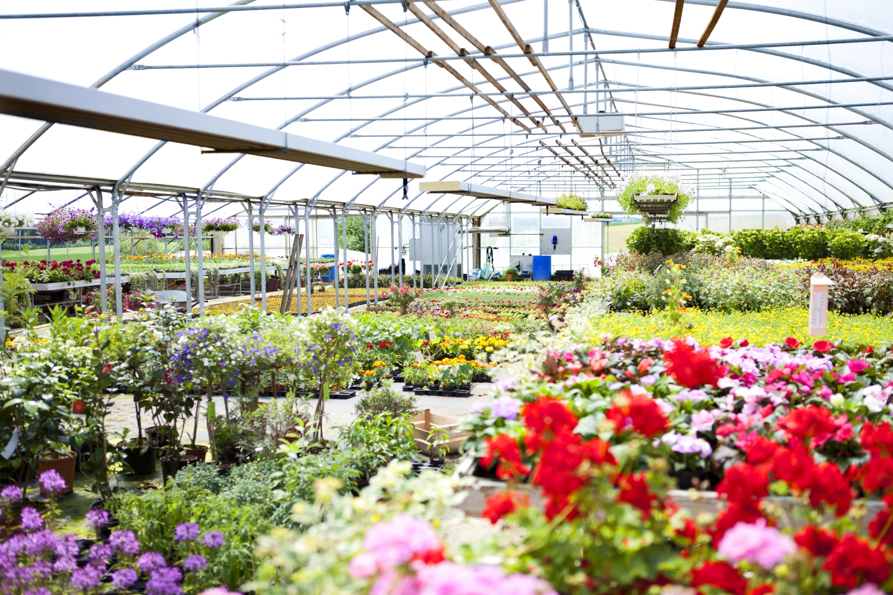 Garden guide: Where to get plants, tools and tips