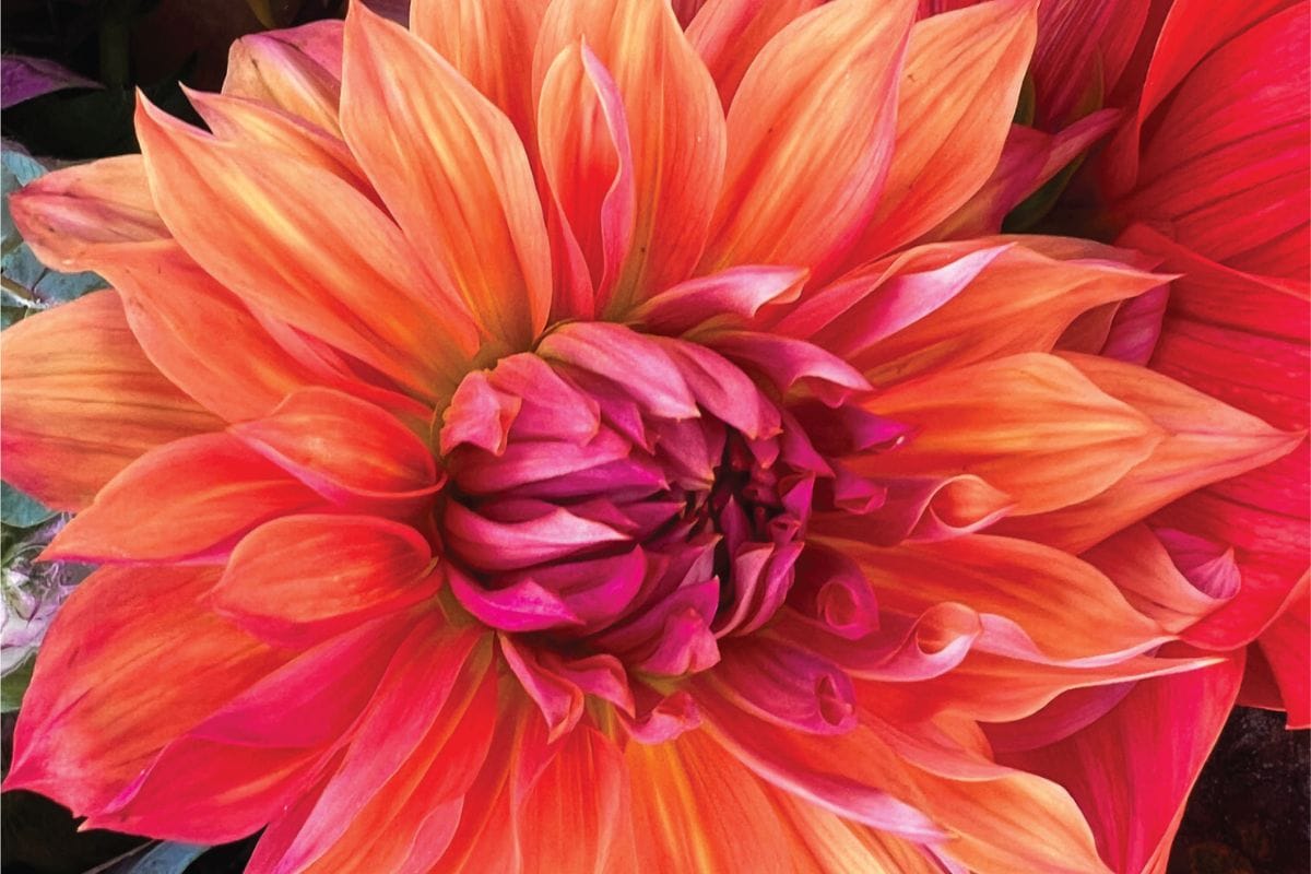 Bedford Farms Is More Than a Garden Center in Westchester