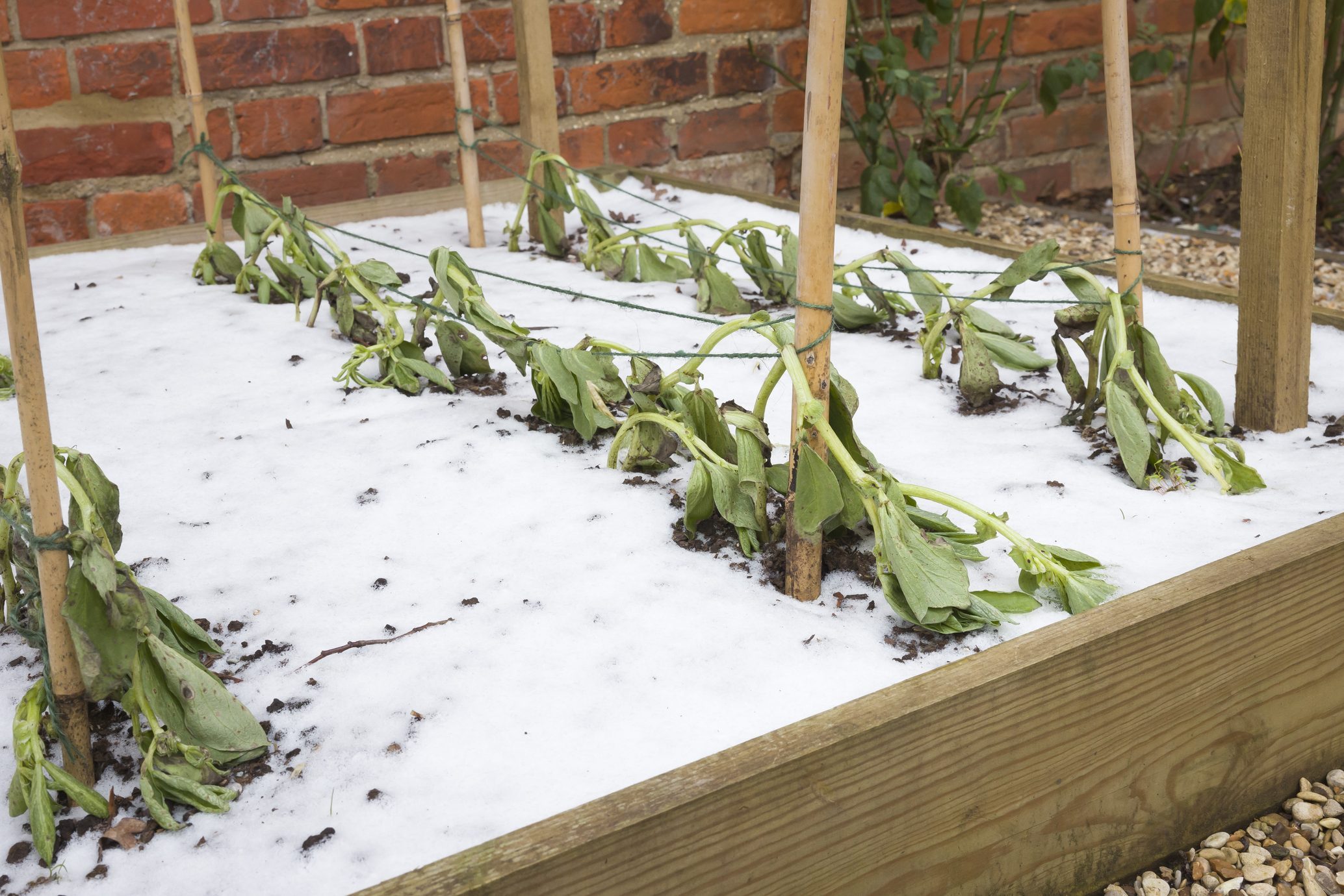 Winterize Your Garden – Protect Vegetables and Soil