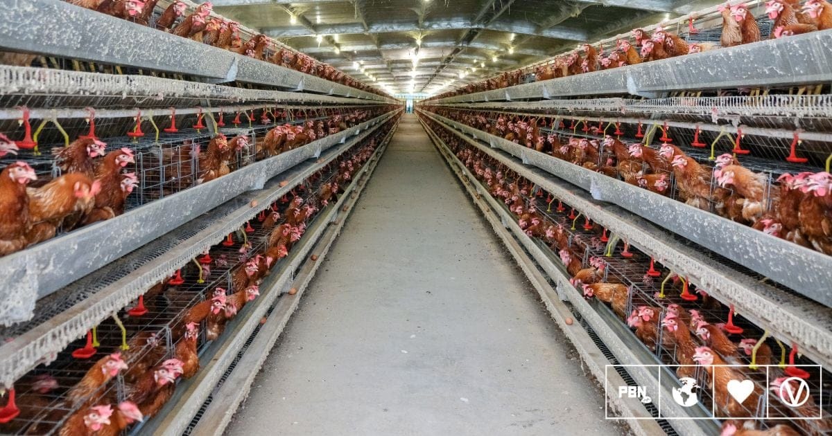 Meat Industry Executive Says UK Megafarms ‘Aren’t Particularly Big’