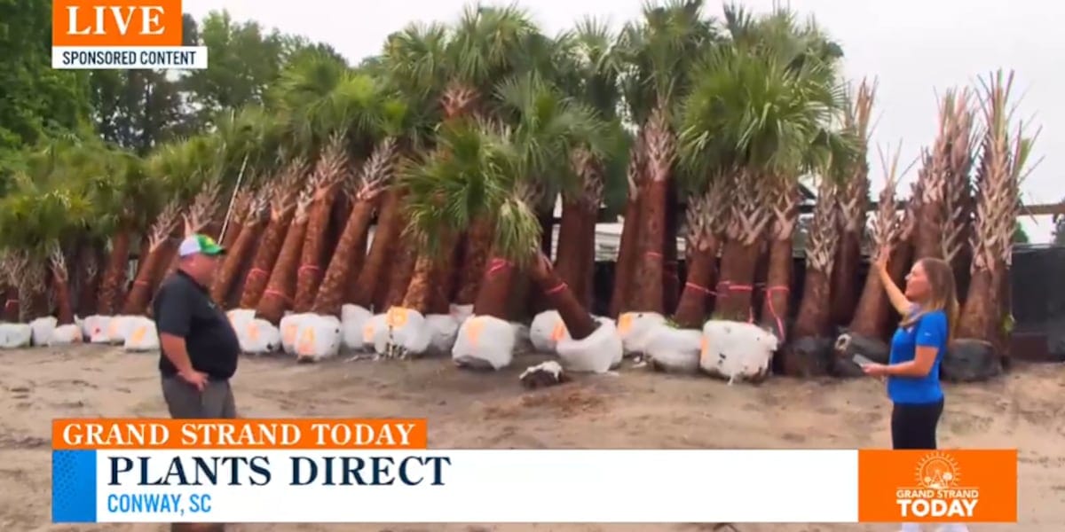 Explore lush greenery for your home at Plants Direct Nursery and Garden Center﻿﻿﻿﻿﻿