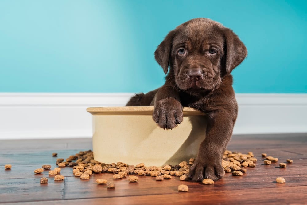 Plant-Powered Pups: New Study Shows Dramatic Environmental Gains From Plant-Based Dog Food in the UK