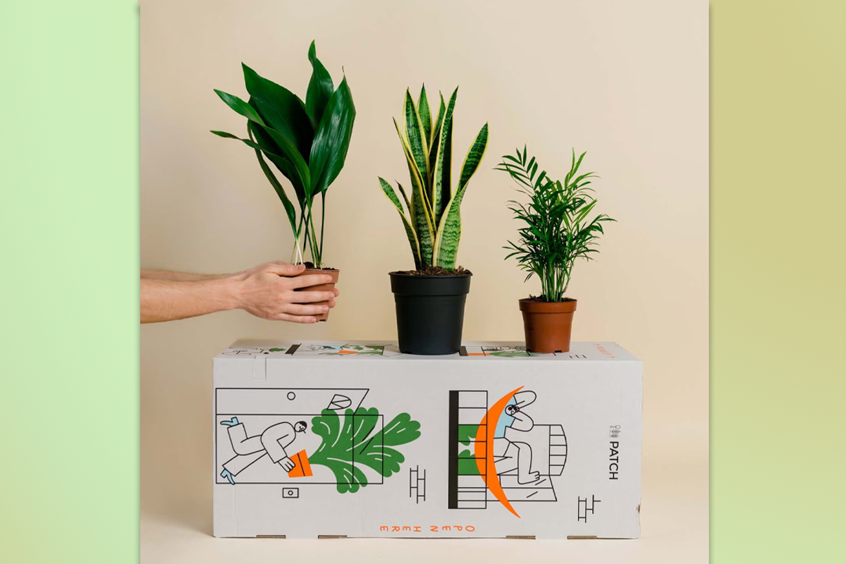 Best places to buy plants 2025: Online garden centres and nurseries with home delivery