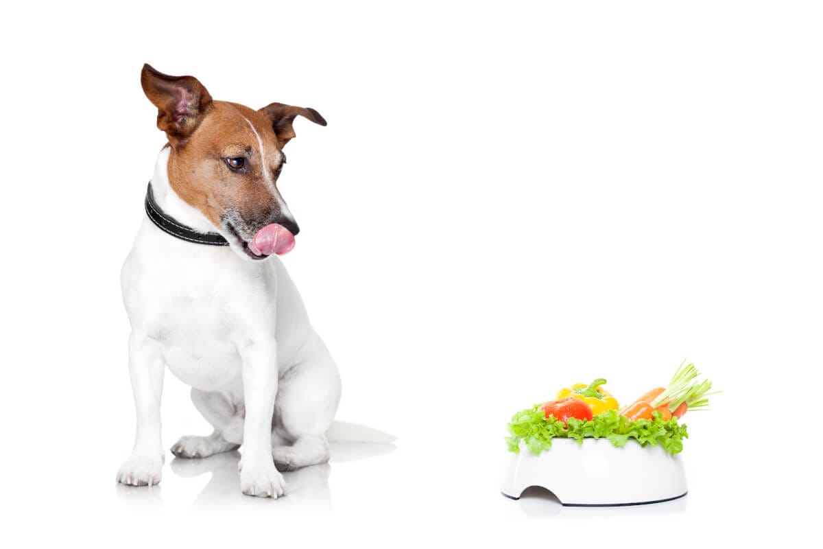 Plant-Based Dog Foods Nearly Match Meat Diets In Major Nutrition Study