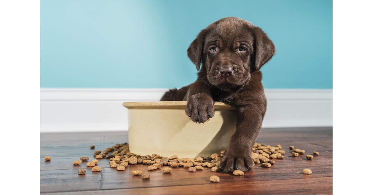 Plant-Powered Pups: New Study Shows Dramatic Environmental Gains From Plant-Based Dog Food in the UK