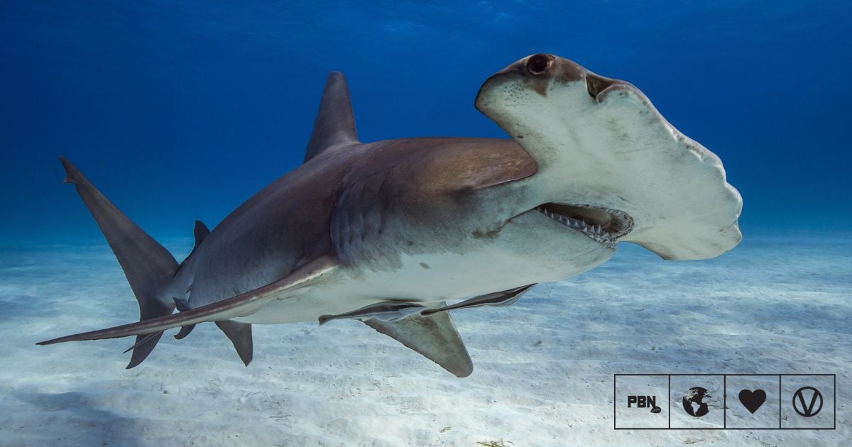 Researchers Find Meat From ‘Critically Endangered’ Sharks For Sale In The US