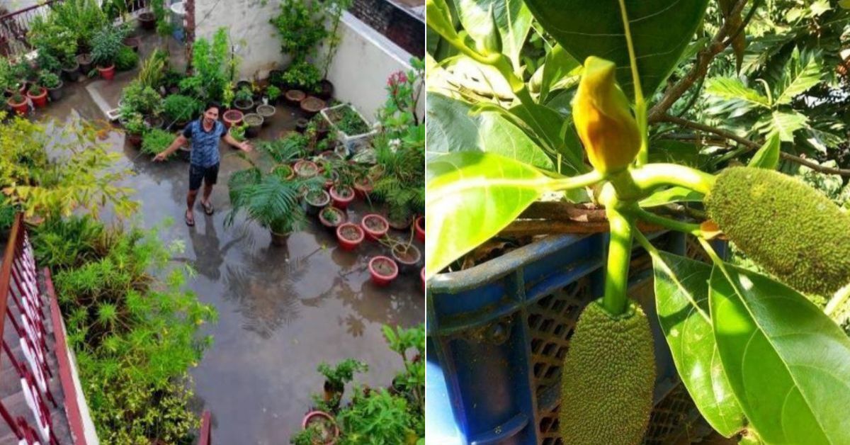 How to Grow Jackfruit Tree at Home: Step-by-Step Guide by Gardener