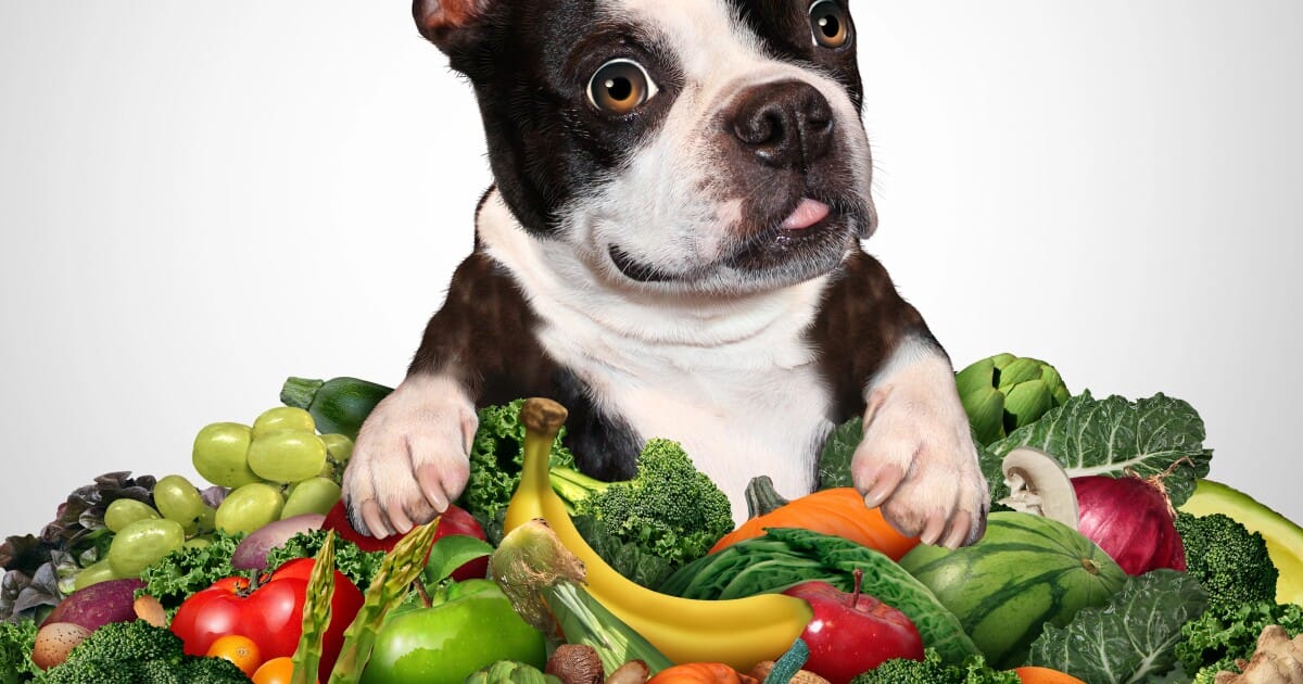 Vegan dog food offers nutrition similar to meat-based