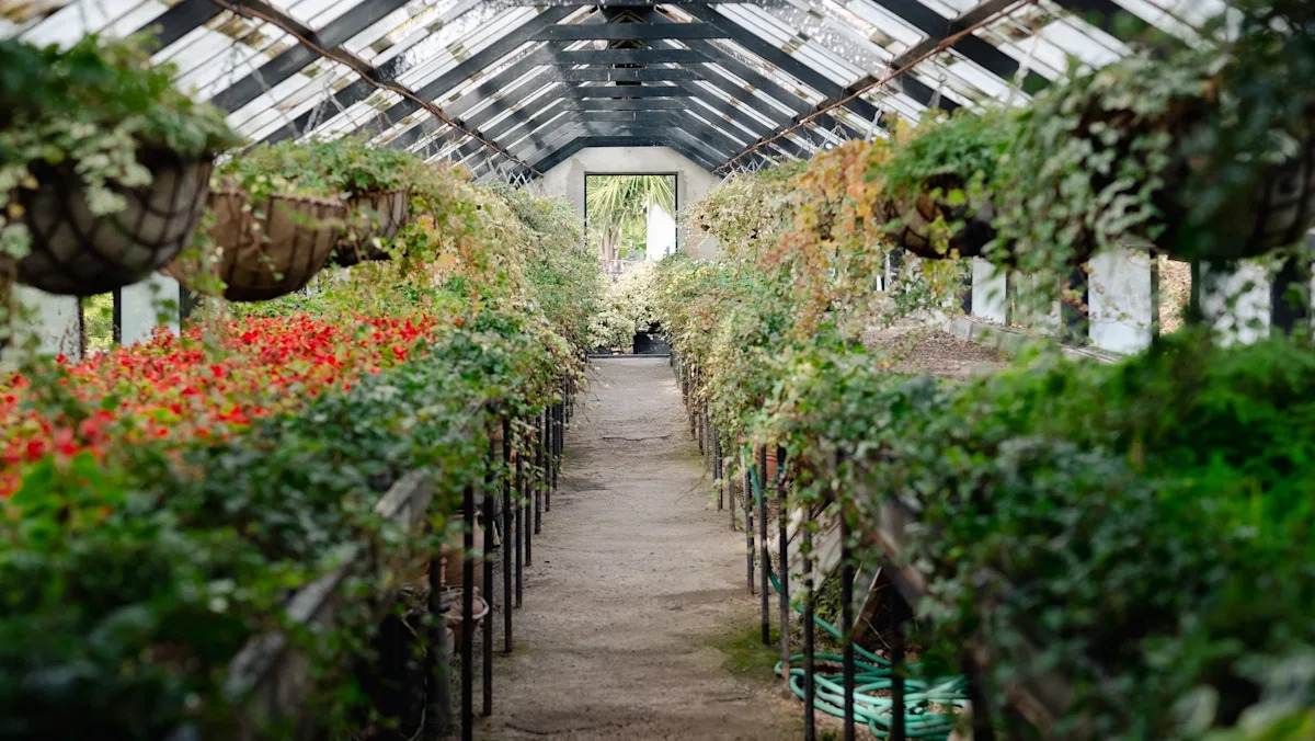 Expert issues warning over ‘horrible’ plant gaining popularity at major garden centers: ‘Pretty but destructive’