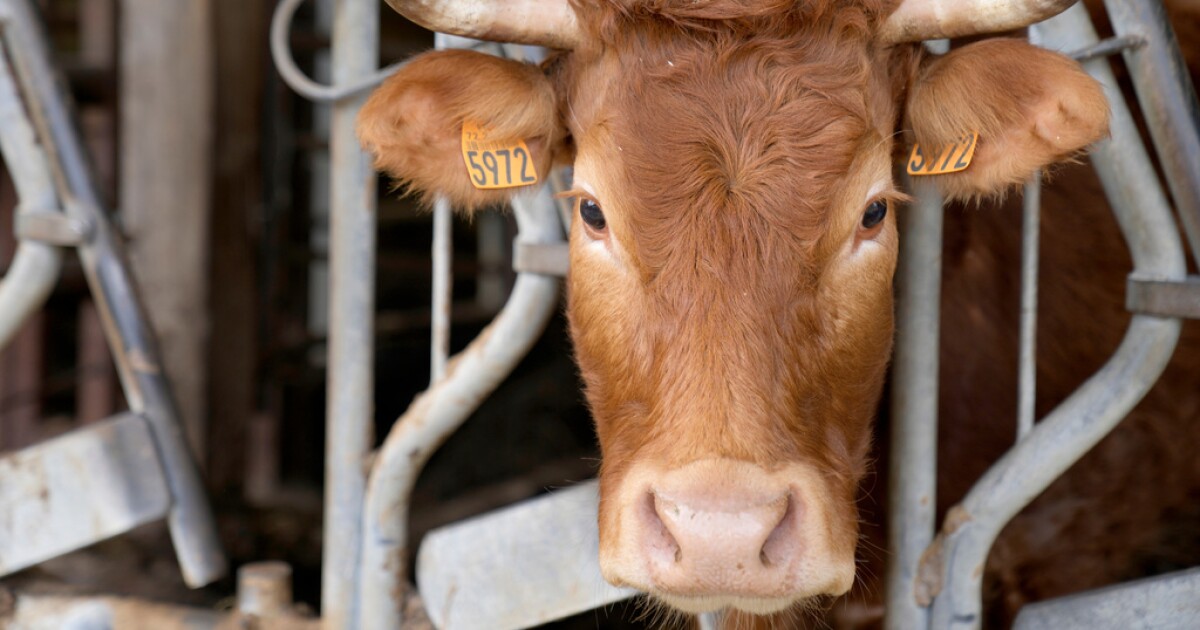 EU lawmakers vote to ban labels like steak or meat on vegetarian products