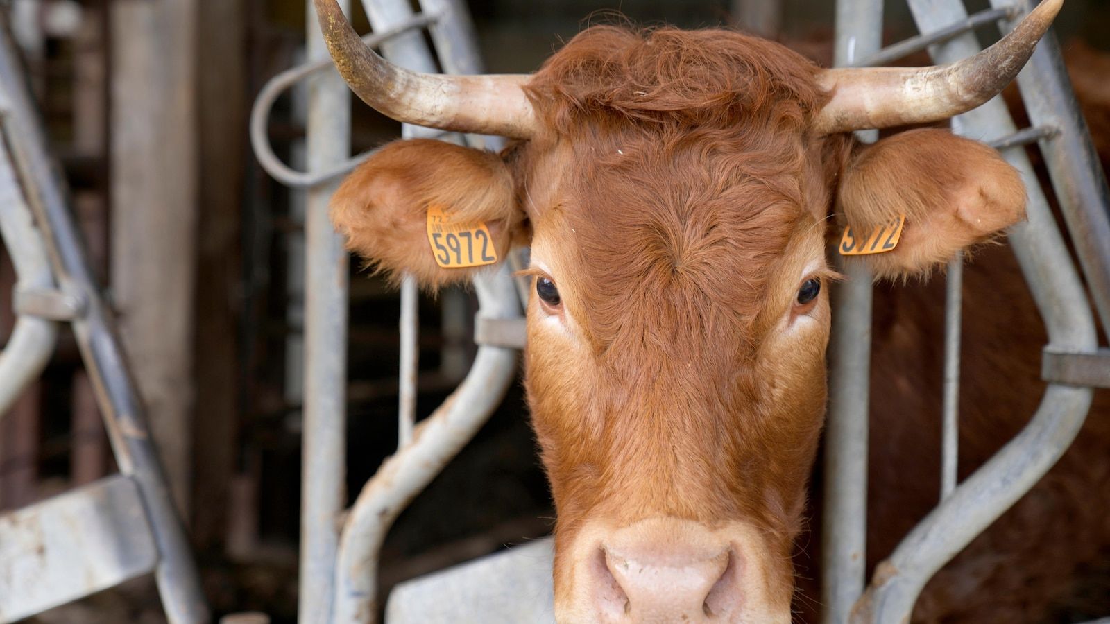 EU lawmakers vote to ban labels like steak or meat on vegetarian products