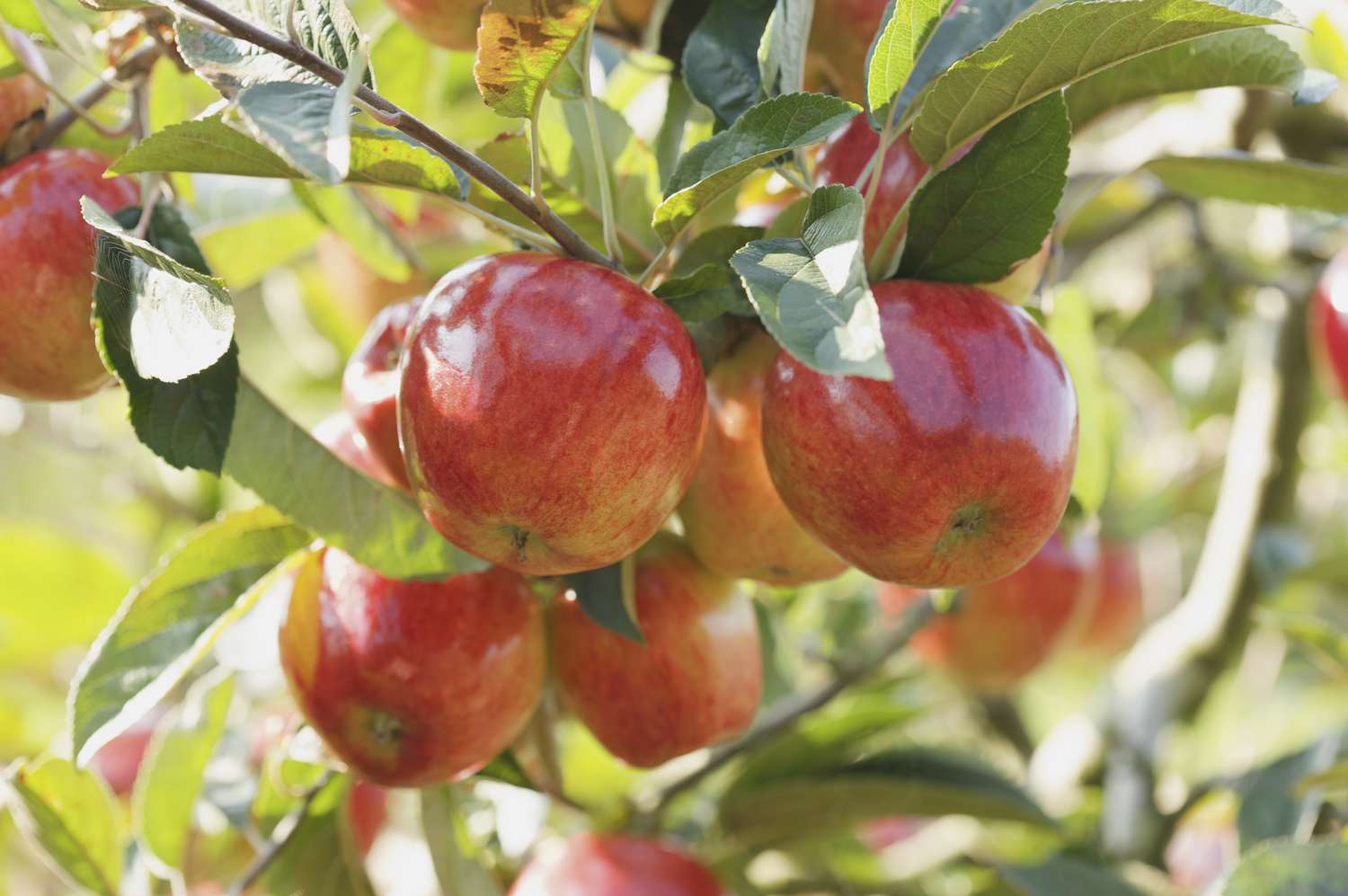 The 7 Best Apple Trees to Grow in Your Garden