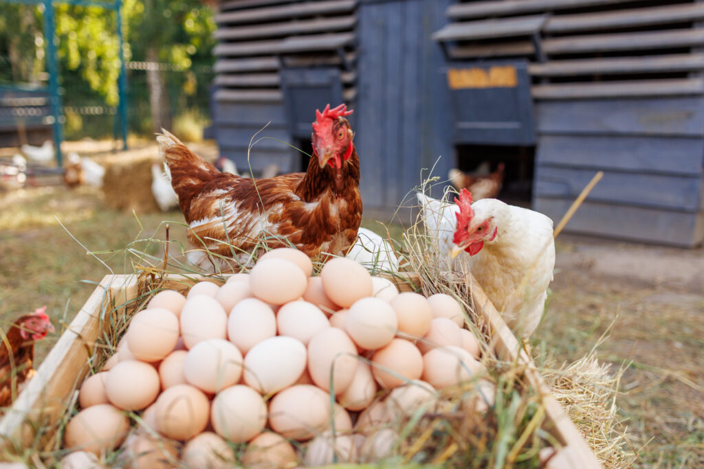 Revyve Raises €24M in Series B Round for Egg Alternatives