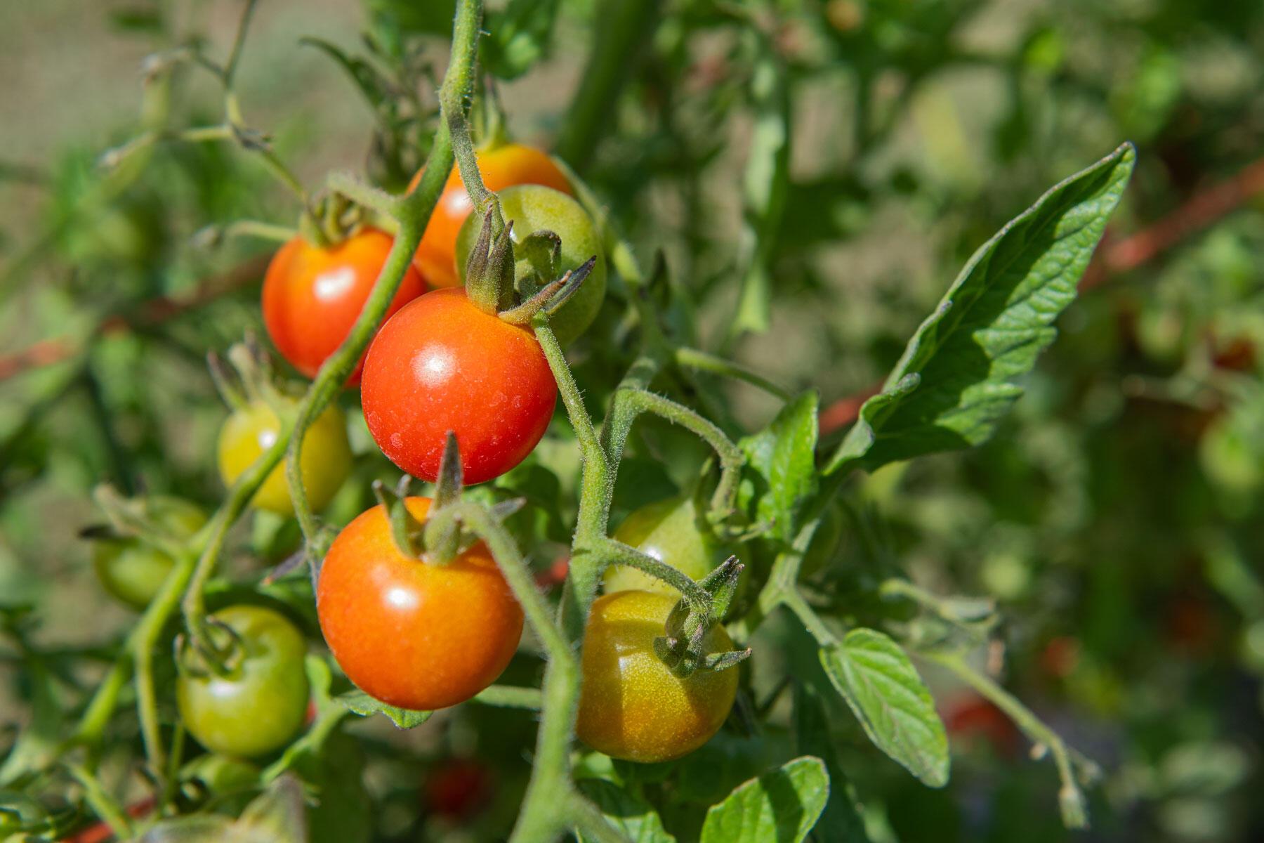 Tips help Oregon gardeners grow better tomatoes