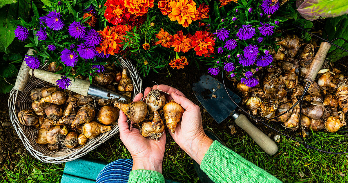 HOME & GARDEN: Your guide to planting bulbs this autumn
