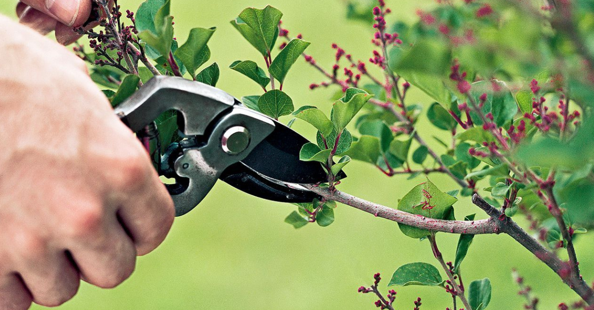 Top Tips for Pruning Trees & Shrubs in October in India
