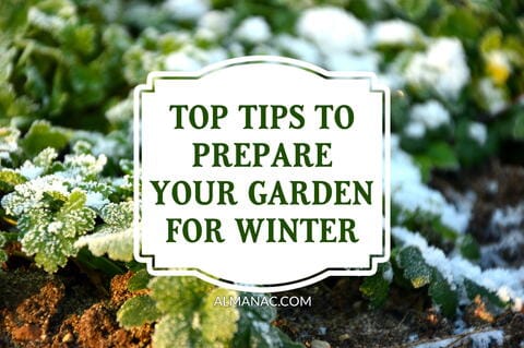 10 Tips for Preparing Your Garden for Winter