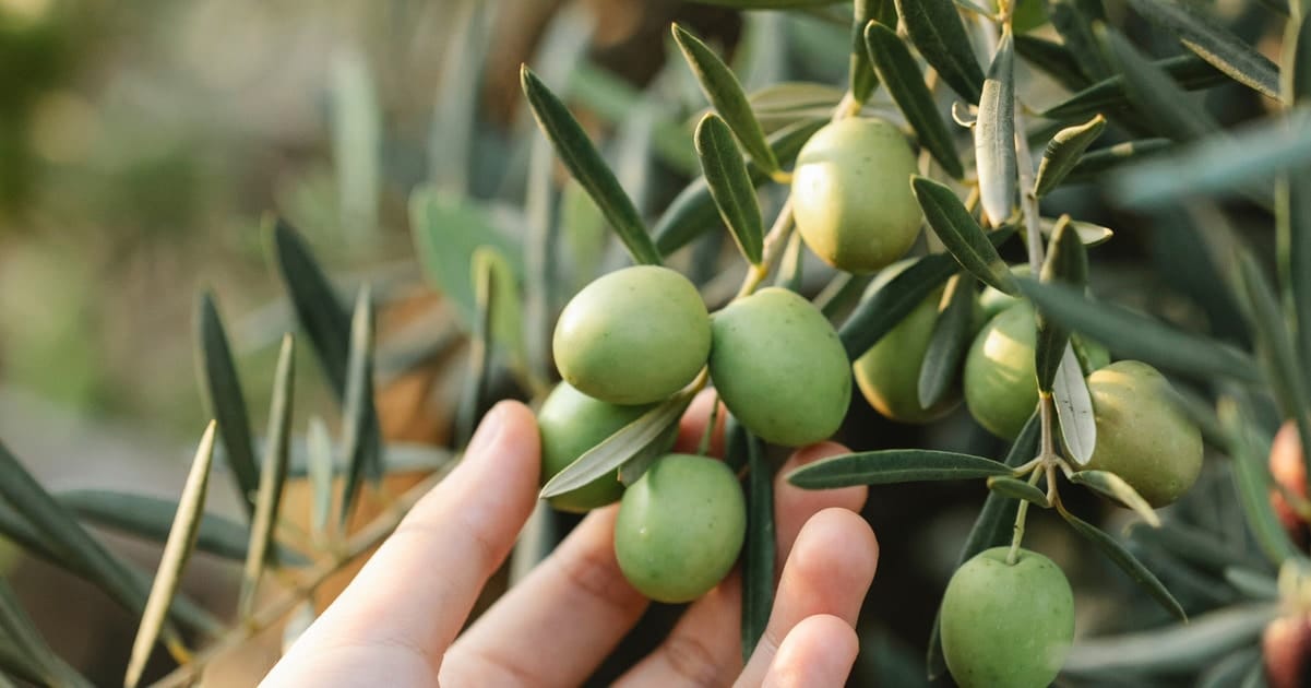 No, Cavemen Didn’t Only Eat Meat, New Evidence Finds