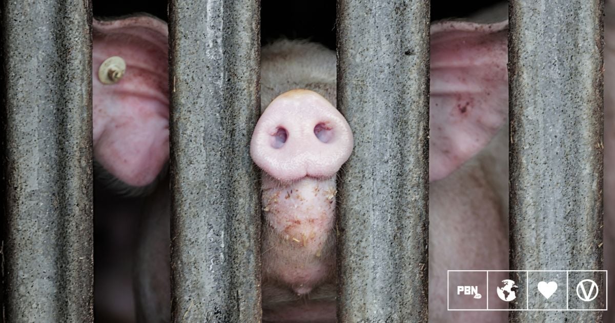 UK Meat Industry Told To Phase Out CO2 ‘Stunning’ For Pigs Within Five Years