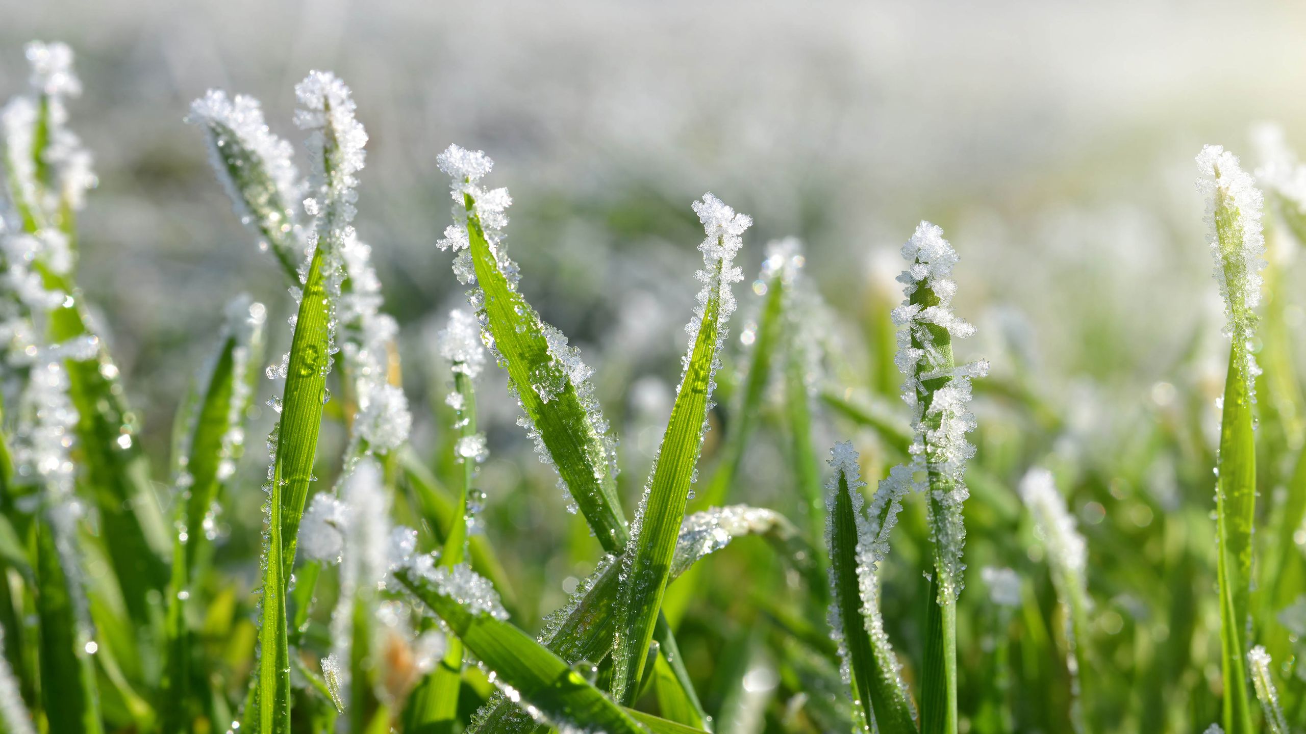 How to protect your garden from early frost this fall