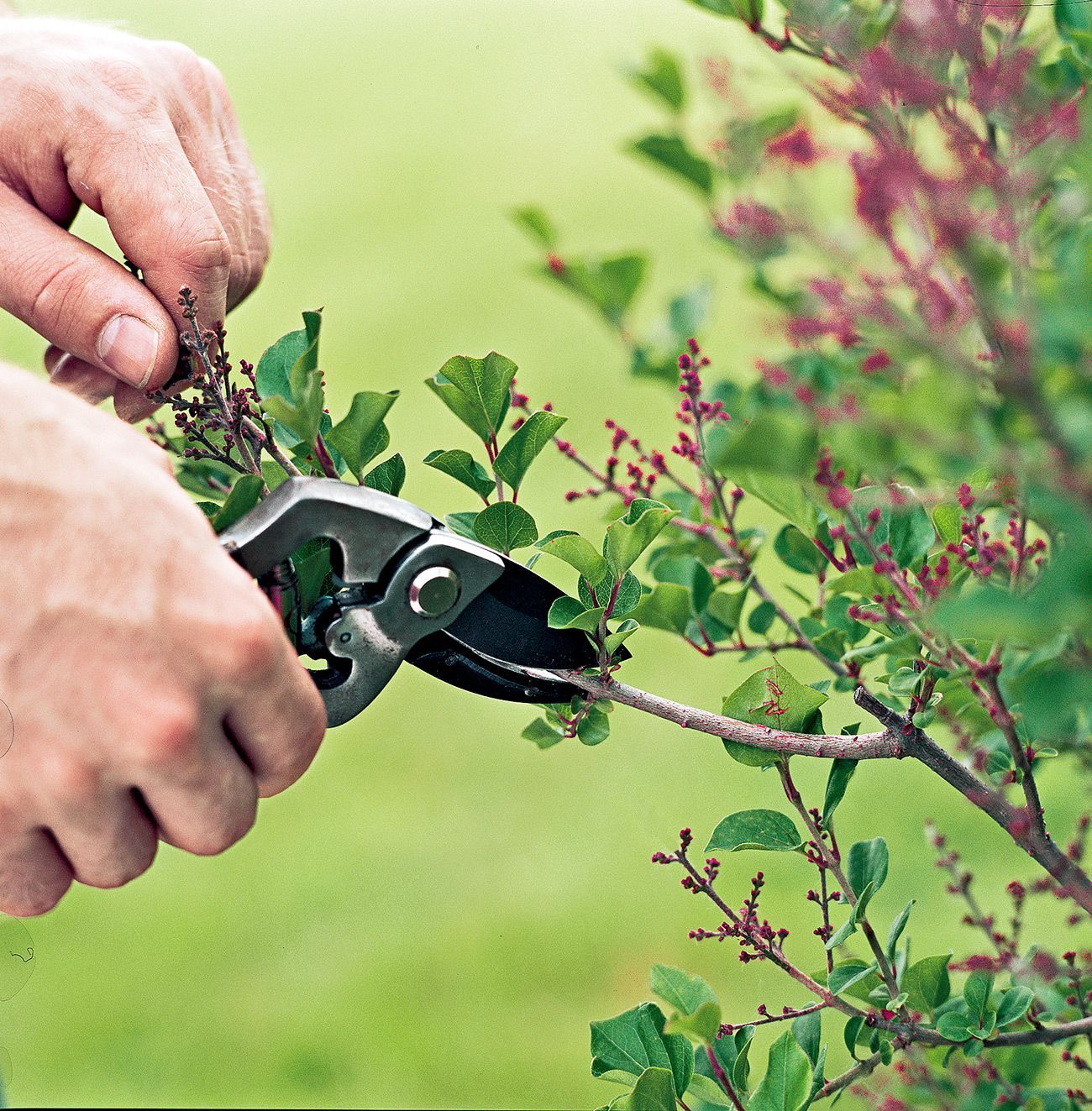 A Guide to Pruning Plants for Healthier Trees, Shrubs, and Flowers