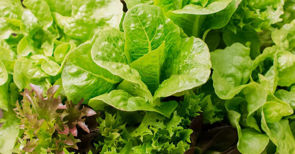 How to Grow Winter Salad Greens at Home: Complete Gardening Guide