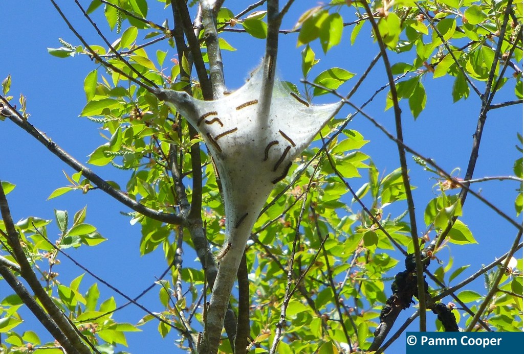 CT spring landscape and garden issues in 2025. What to know.